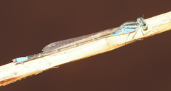 Pseudagrion coeleste