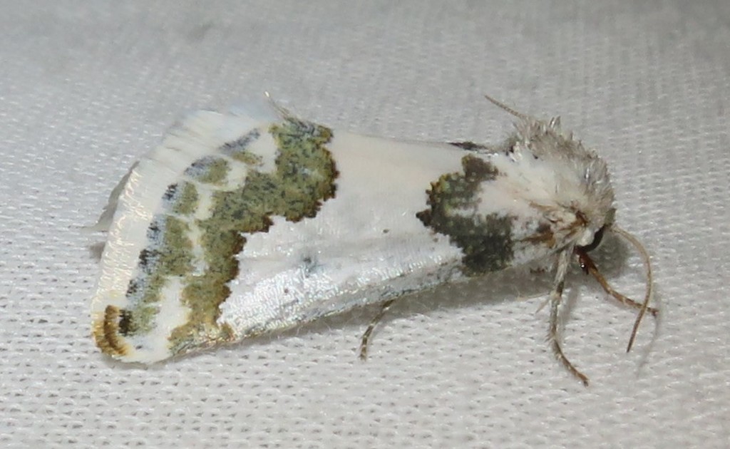 Silver-banded Gem Moth