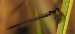 Agriocnemis victoria