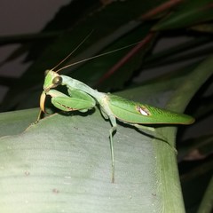 Stagmatoptera reimoseri