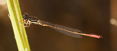 Agriocnemis victoria