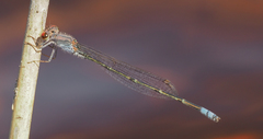 Pseudagrion sublacteum