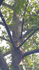 Platanus × hispanica