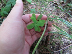 Hypericum mitchellianum