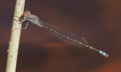 Pseudagrion sublacteum