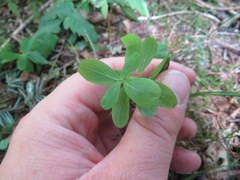 Hypericum mitchellianum