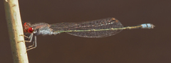 Pseudagrion sublacteum