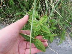 Hypericum graveolens