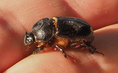 Temnorhynchus