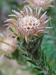 Phylica calcarata