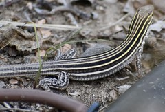 Aspidoscelis laredoensis