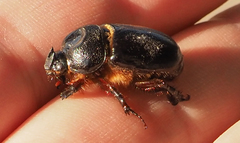Temnorhynchus
