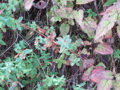 Hypericum graveolens