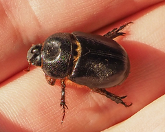 Temnorhynchus