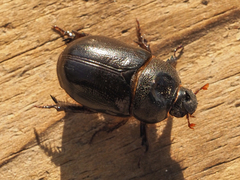 Temnorhynchus