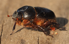 Temnorhynchus