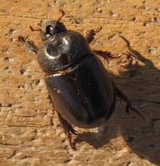 Temnorhynchus