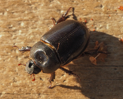 Temnorhynchus