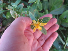 Hypericum graveolens