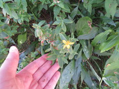 Hypericum graveolens