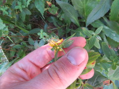 Hypericum graveolens