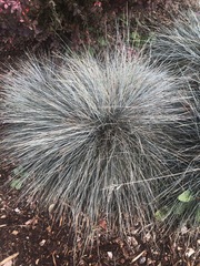 Helictotrichon sempervirens