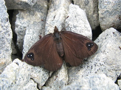 Percnodaimon merula