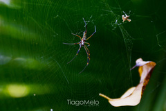 Trichonephila clavipes