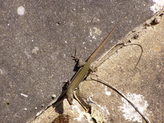 Lacertinae