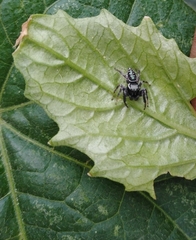 Paraphidippus aurantius