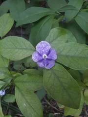 Brunfelsia australis