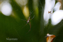Trichonephila clavipes