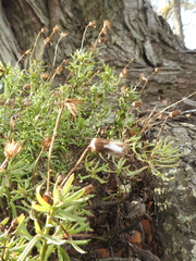 Senecio tricuspidatus