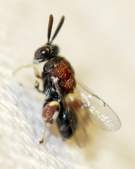 Brachymeria podagrica