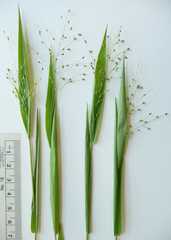 Dichanthelium boreale