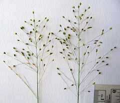 Dichanthelium boreale