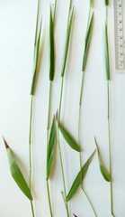 Dichanthelium boreale