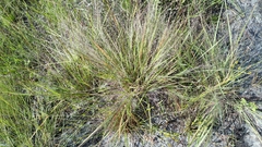 Eragrostis elliottii