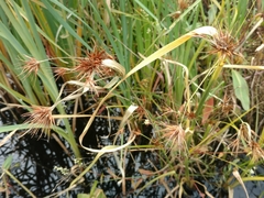 Rhynchospora macrostachya