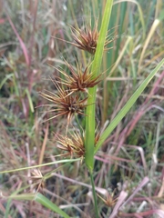 Rhynchospora macrostachya