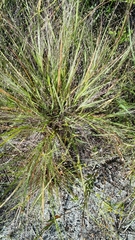 Eragrostis elliottii