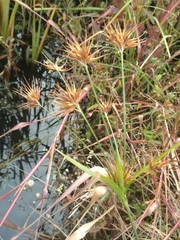 Rhynchospora macrostachya