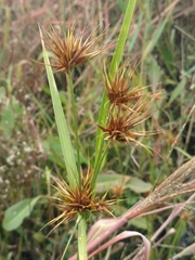 Rhynchospora macrostachya