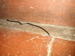 Epictia