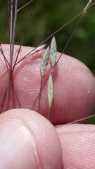 Eragrostis elliottii