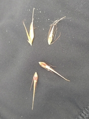 Rhynchospora macrostachya