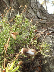 Senecio tricuspidatus
