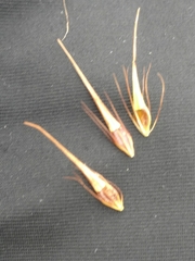 Rhynchospora macrostachya