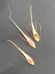 Rhynchospora macrostachya