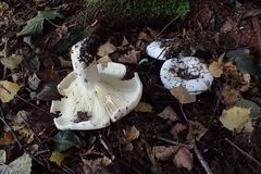 Lactifluus bertillonii